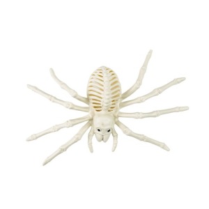 ESQUELETO DE ARAÑA