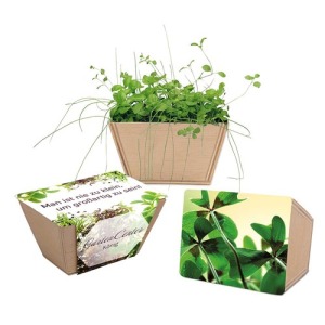 Mini-betterave - Bulbes de trèfle à 4 feuilles de promoción