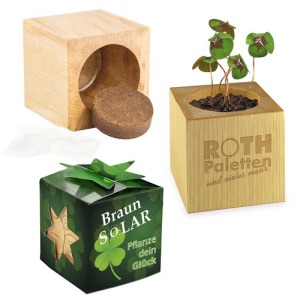 Pot cube bois mini avec bulbes de trèfle à 4 feuilles personalizable en boite Star-Box - sans gravure laser