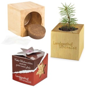 Mini maceta cúbica de madera con semillas de abeto en Star-Box - Abeto