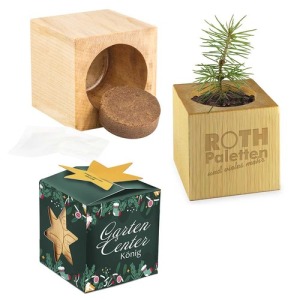 Maceta cubo de madera para escritorio en star-box - Abeto