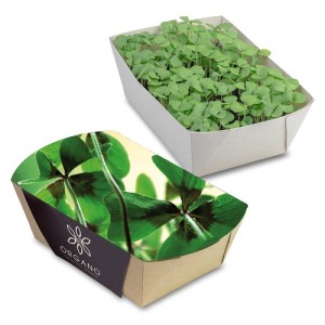Jardinière de papel de bambú - Bulbos de trébol de 4 hojas