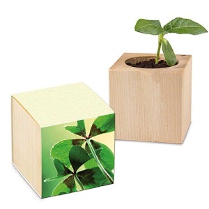 Cubo de maceta - Bulbos de trébol de 4 hojas