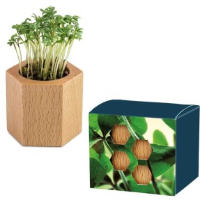 Pot cube Hexagon avec graines - Bulbes de trèfle à 4 feuilles de promoción