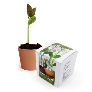 Kit de plantación con semillas grabadas