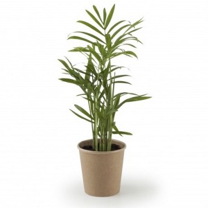 Planta de control de la contaminación en un vaso de cartón