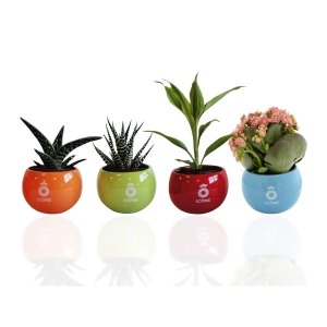 Planta depuradora en una maceta de cerámica con imanes