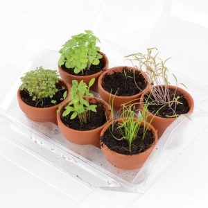 Invernadero con 6 macetas de plantas aromáticas ecológicas