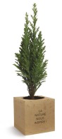 Cubo de madera con un árbol picture