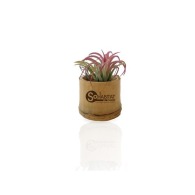 Tillandsia en una maceta de bambú picture