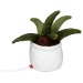 Peluche aloe vera, peluche publicidad