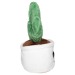 Peluche cactus, peluche publicidad