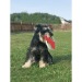 Frisbee para perros regalo de empresa
