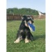 Frisbee para perros regalo de empresa
