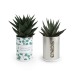 Canette avec plante poussée, plant publicidad