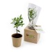 Cube en bois avec un arbre : sapin, palmier, olivier, buis regalo de empresa