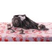 SET CHAUDRON 12PCS, araignée publicidad