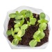 Set de plantation Pop-up - Thym, Kit de plantation publicidad