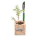 Pot cube boisde bureau en boite star-box - Bulbes de trèfle à 4 feuilles regalo de empresa