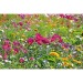 Maxi cubo de madera para maceta en estuche de estrella - Mezcla de flores de verano, Kit de plantación publicidad