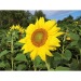 Mini-tonneau en bois - Tournesol, tonneau publicidad