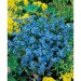 Mini barril de madera - Myosotis, tonneau publicidad