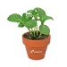Mini pot terre cuite sous pochette - Bulbes de trèfle à 4 feuilles regalo de empresa