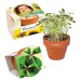 Mini pot terre cuite, fourreau complet- Bulbes de trèfle à 4 feuilles regalo de empresa