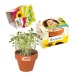 Mini pot terre cuite, fourreau complet- Bulbes de trèfle à 4 feuilles, trèfle à 4 feuilles publicidad