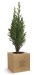 Cube en bois avec un arbre : sapin, palmier, olivier, buis, Arbre publicidad