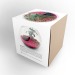 Juego de terrario grande 19cm - ficus ginseng regalo de empresa