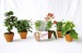 Mini planta con flores en maceta de terracota regalo de empresa