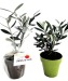 Planta en maceta Fibra de bambú 10 cm -Prestige regalo de empresa