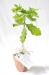 Plant d'arbre en pot terre cuite - Prestige, Arbre publicidad