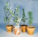 Planta de árbol en maceta de terracota - Coníferas regalo de empresa