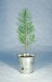 Plant d'arbre en pot zinc - Résineux, Arbre publicidad