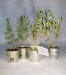 Árbol en maceta de zinc - Coníferas regalo de empresa