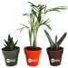 Plante déco en pot bambou regalo de empresa