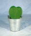 Plante grasse coeur hoya, Plante publicidad