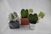 Corazón de planta gorda Hoya regalo de empresa