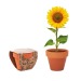 Miniatura del producto SUNFLOWER - Maceta de semillas de girasol 0
