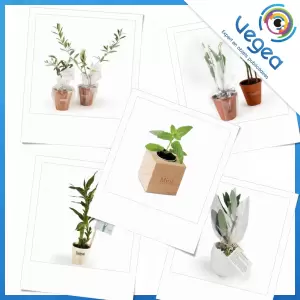 Visión general de los productos de planta personalizados