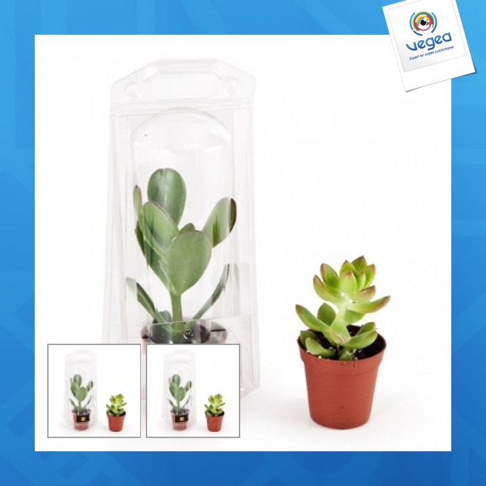 1 planta gorda en el invernadero