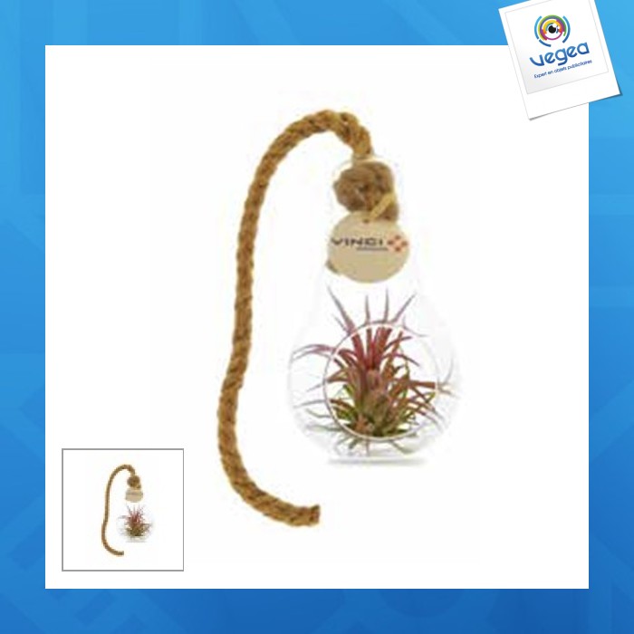 Ampolla de tillandsia