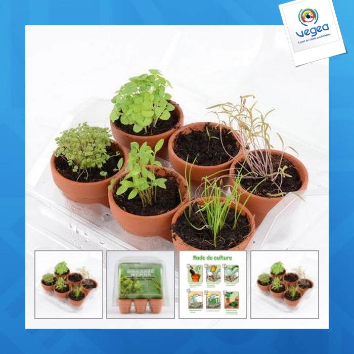 Invernadero con 6 macetas de plantas aromáticas ecológicas