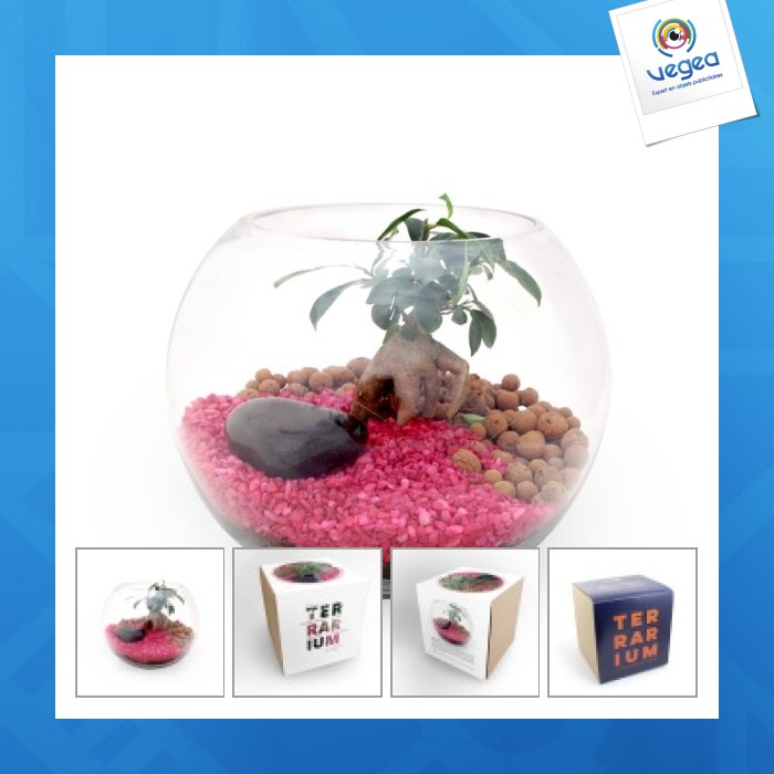 Juego de terrario personalizable grande 19cm - ficus ginseng