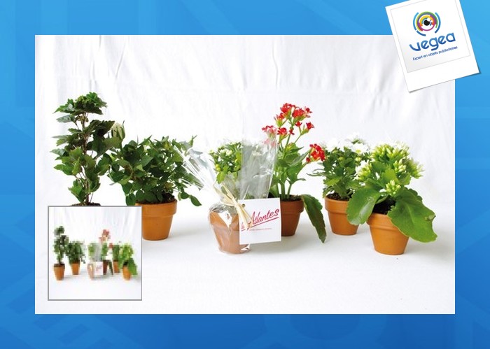 Mini planta personalizable con flores en maceta de terracota