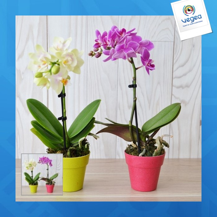 Orquídea modelo grande