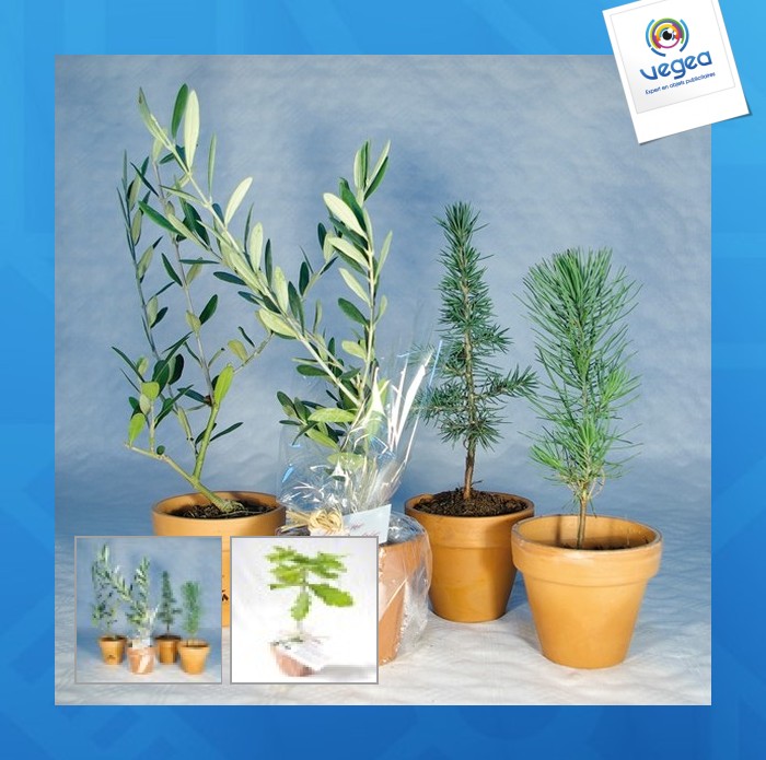 Planta de árbol de promoción en maceta de terracota - prestige