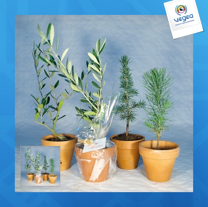 Planta de árbol personalizable en maceta de terracota - coníferas